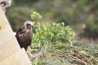 Águila perdicera nacida en GREFA en el hacking donde fue liberada