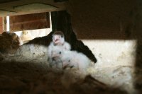 Pollos de cernícalo primilla introducidos en el nido con sus padres