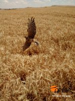 Aguilucho cenizo. Foto de Enrique Serrano
